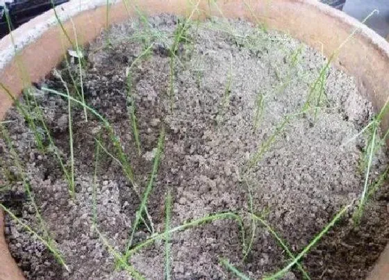 植物文学|韭菜的生长过程记录图片 韭菜种植生长过程