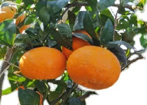 植物施肥|沃柑用什么肥料最好