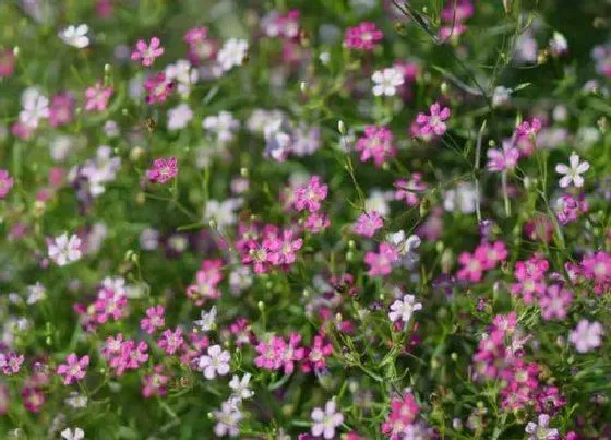 种植位置|满天星适合种在什么地方 生长在哪里