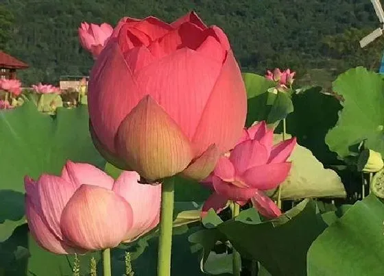 开花时间|莲花什么季节开花 一般几月份会开花