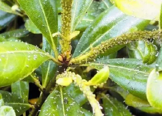 植物虫害|园林植物病虫害防治技术与方法措施