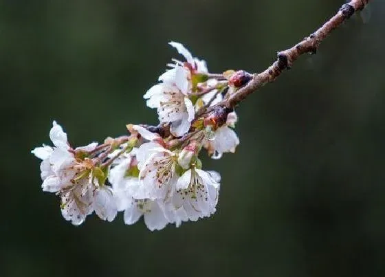 习性特点|樱桃花的样子和特点描写