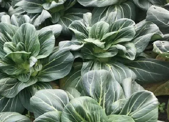 种植方法|苏州青种植时间和方法 培种植管理技术