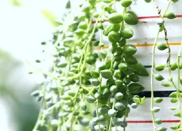 植物浇水|珍珠吊兰多长时间浇一次水