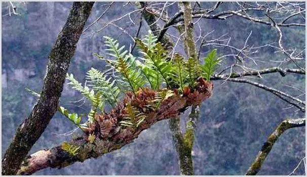 骨碎补种植方法技术 | 种植技术