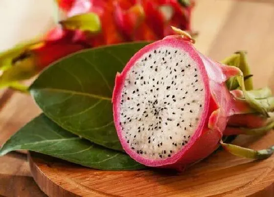 植物百科|火龙果又叫什么名字