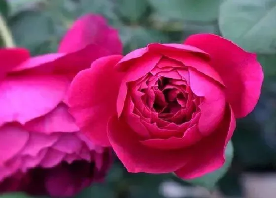 花朵诊疗|月季催花时间和方法