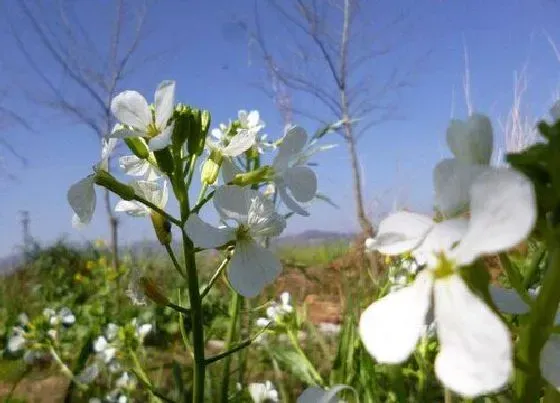 颜色花|萝卜花是什么颜色的