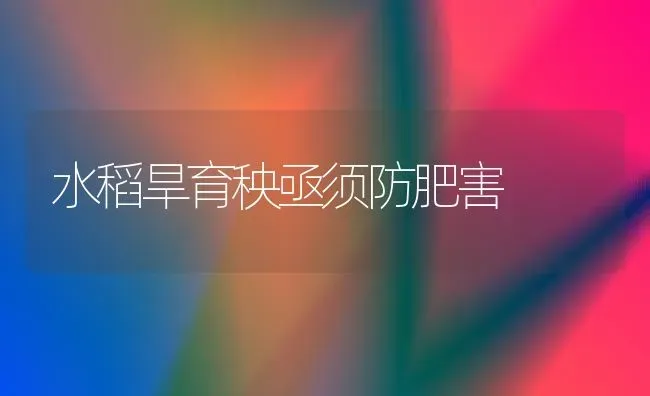 水稻旱育秧亟须防肥害 | 粮油作物种植