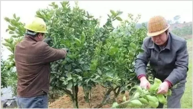 脐橙树的修剪方法 | 养殖技术