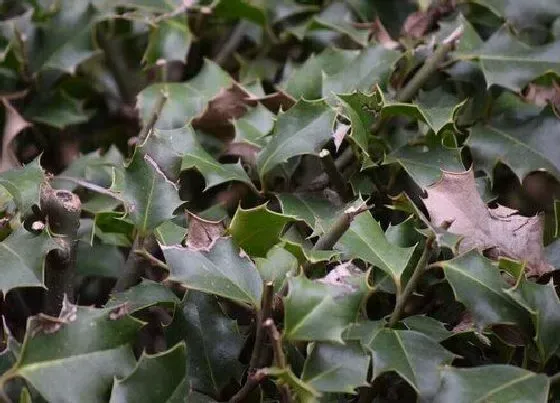 植物百科|丹麦草和麦冬草的区别（丹麦草是不是麦冬草）