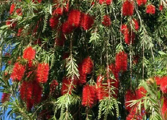 冬天植物|千层红树耐寒吗（红千层耐寒最低温度及冬天养护方法）