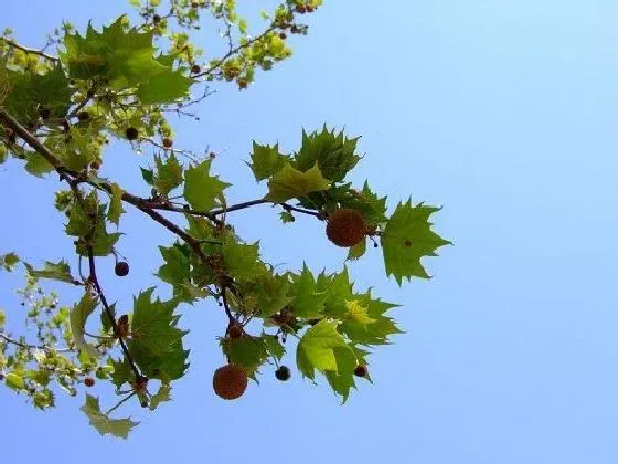 果实科普|梧桐几月开花结果 什么时候开花结果