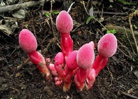 植物种类|红冬蛇菰是国家保护植物吗