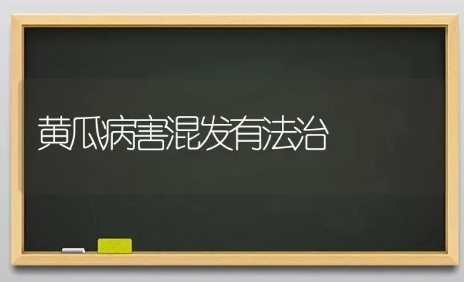 黄瓜病害混发有法治 | 蔬菜种植