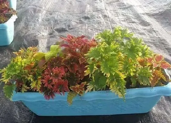 冬天植物|五彩苏冬天会冻死吗