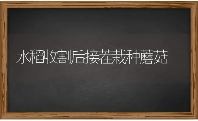 水稻收割后接茬栽种蘑菇 | 食用菌种植