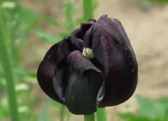 花卉趣闻|郁金香的颜色有哪些（最常见的郁金香开什么颜色的花）