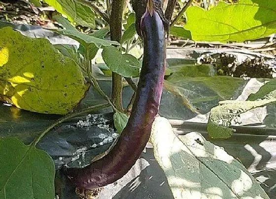 植物施肥|茄子什么时候追肥合适 高产追肥方法