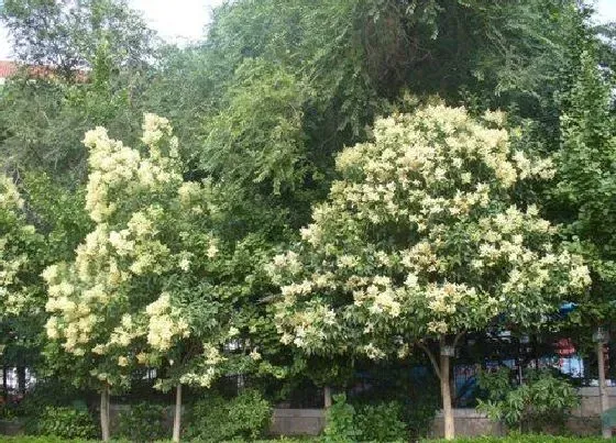 植物种类|女贞是裸子植物吗