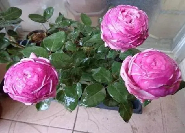 植物扦插|什么时候扦插月季花成活率高（月季花怎样插枝容易活）