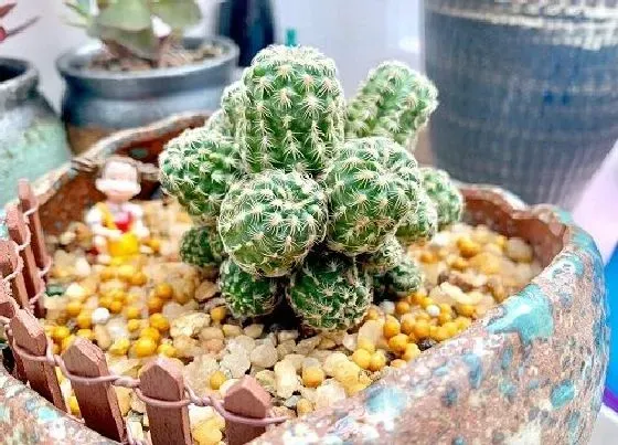 种植土壤|沙土是什么土