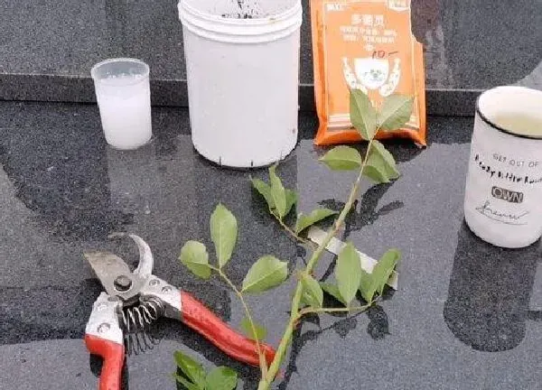植物扦插|什么时候扦插月季花成活率高（月季花怎样插枝容易活）