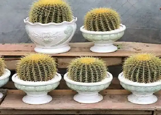 花卉风水|金虎花风水寓意与作用