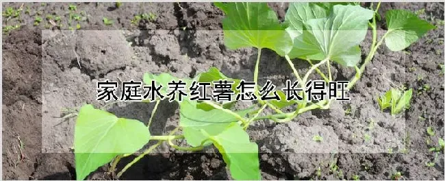 家庭水养红薯怎么长得旺 | 种植资料