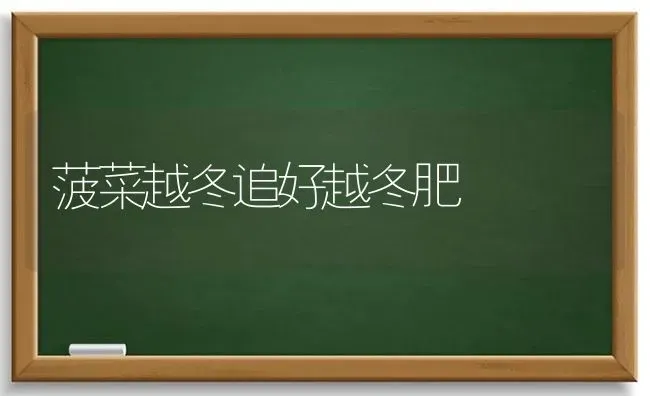 菠菜越冬追好越冬肥 | 蔬菜种植