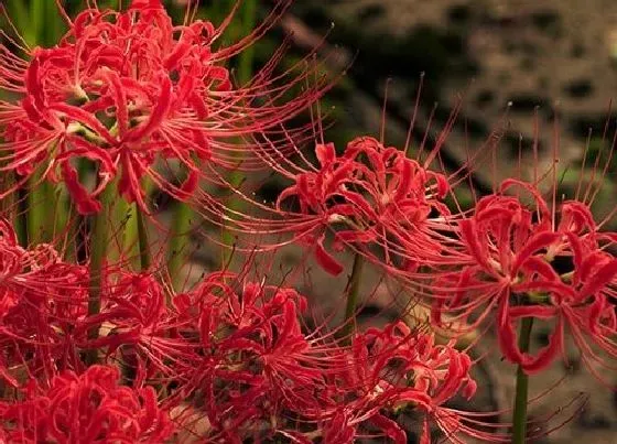 花卉趣闻|十大冥界之花的花语及图片（代表诅咒不吉利的花）