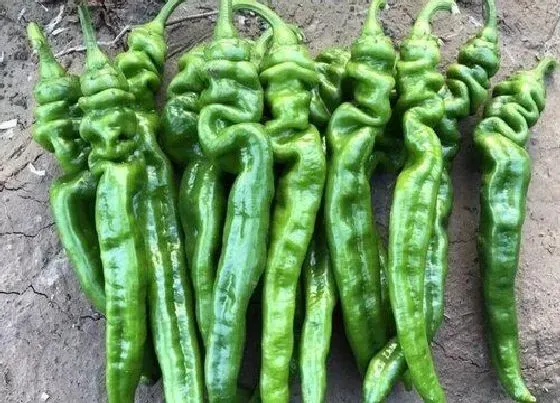 种植管理|螺丝椒的种植方法和时间 栽培技术及条件