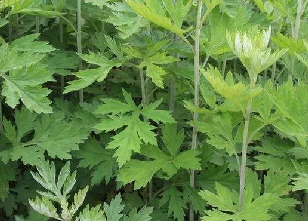 养殖方法|艾草怎么水培长得快 水培养殖方法