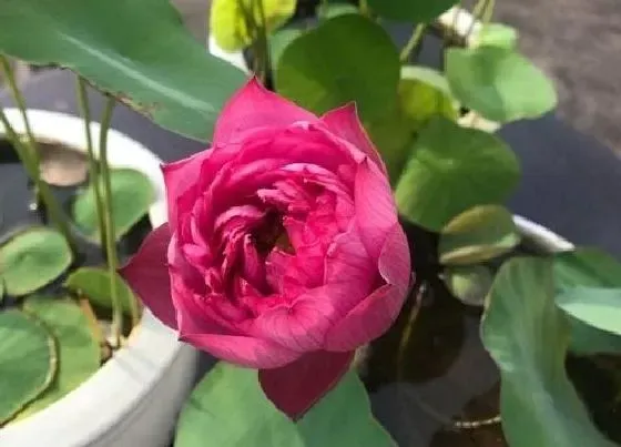 开花时间|莲花什么季节开花 一般几月份会开花