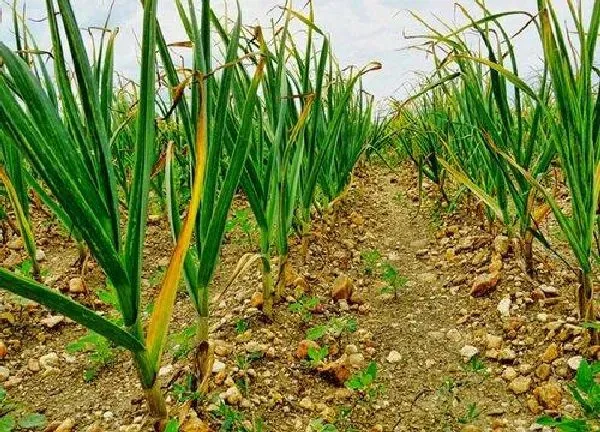 植物浇水|大蒜多久浇一次水