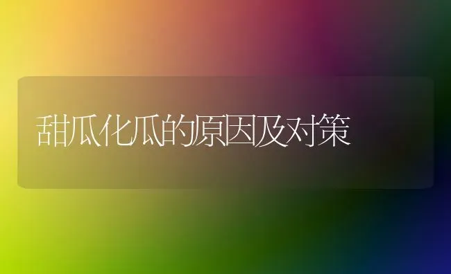 甜瓜化瓜的原因及对策 | 瓜果种植