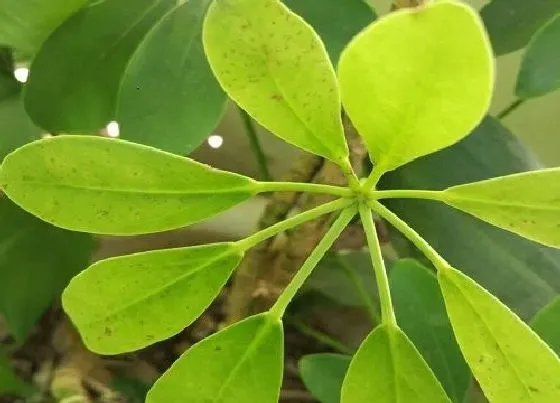 冬天植物|鸭掌木耐寒吗