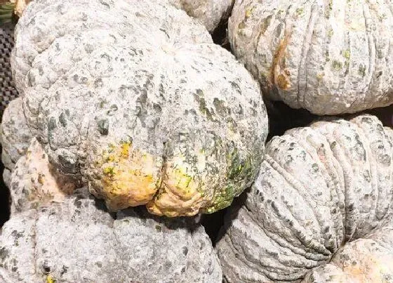 植物排行|南瓜品种排名介绍 南瓜有哪几种品种
