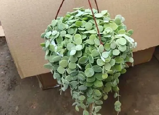 摆放常识|玄关放什么植物好 玄关处摆放的植物