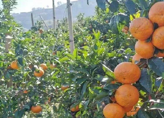 植物施肥|沃柑用什么肥料最好