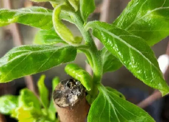 植物寓意|柿子的风水寓意和摆放位置