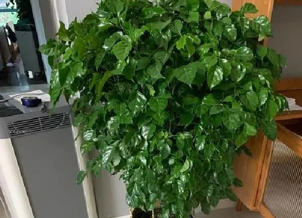 植物浇水|绿宝树可以浇啤酒吗