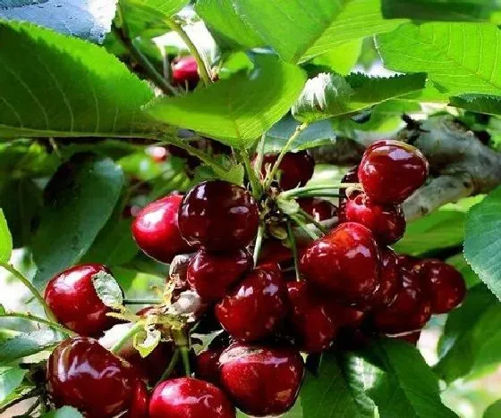 食用技巧|樱桃怎么洗才干净 正确的清洗方法