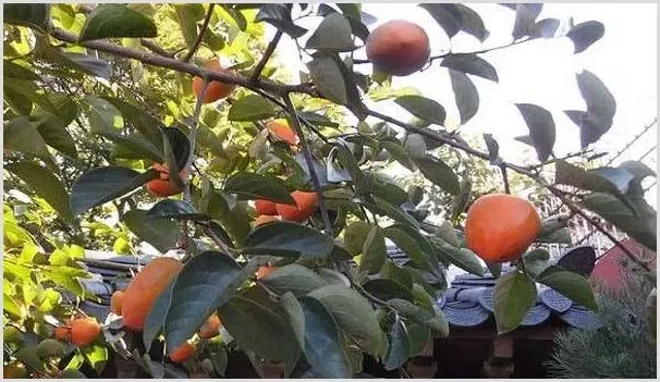 柿子炭疽病的发病规律及防治方法 | 养殖技术