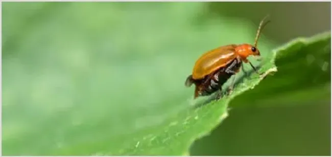 黄守瓜防治方法介绍 | 种植病虫害