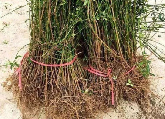 根部|迎春花根系发达吗
