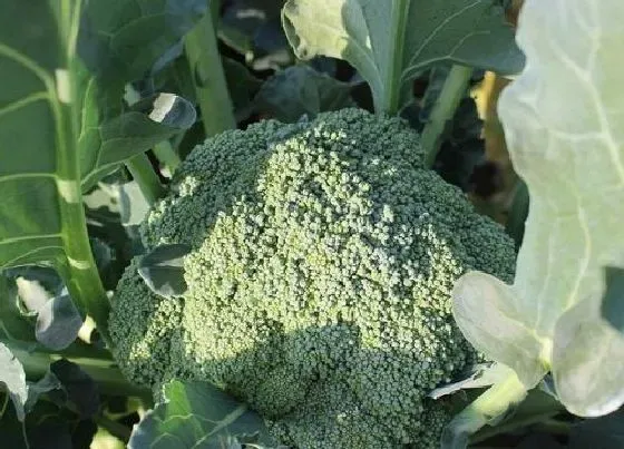 植物种类|花菜类蔬菜有哪些种类 花椰菜和西蓝花