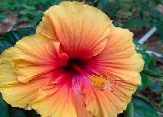 花语|芙蓉花的花语和寓意