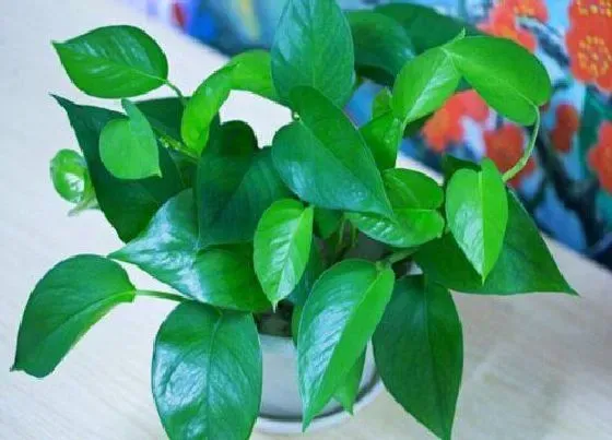 摆放常识|家里养绿萝家居风水好不好（从风水角度看养绿萝吉利吗）