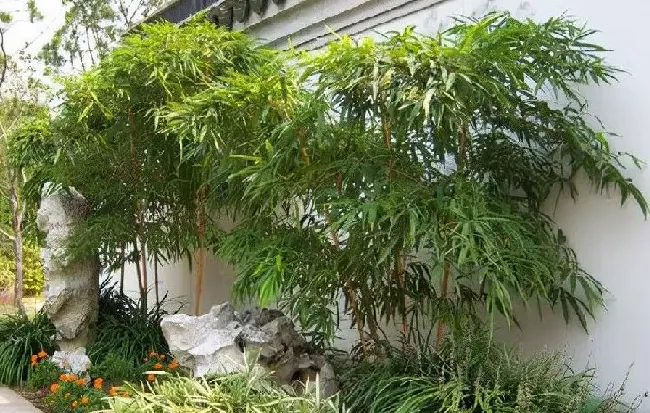 庭院摆放|自家院子里种什么树好（从风水的角度庭院里种什么树好）